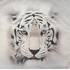 3D povlak na polštář 43x43cm - Tygr bílý